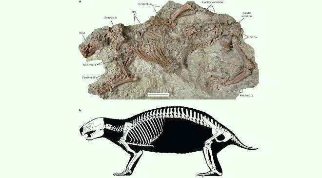 Adalatherium hui