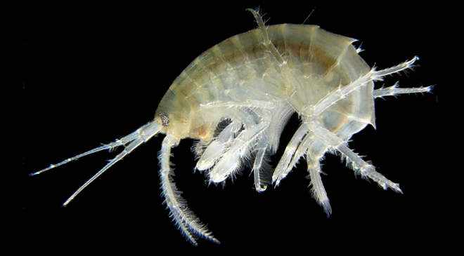 Gammarus duebeni rakocska