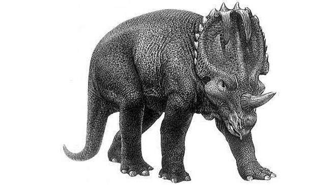 centrosaurus