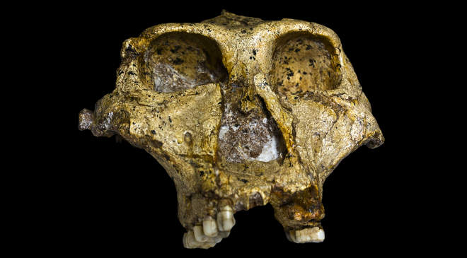 Paranthropus robustus