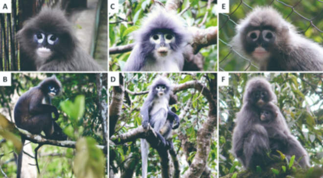 Trachypithecus popa