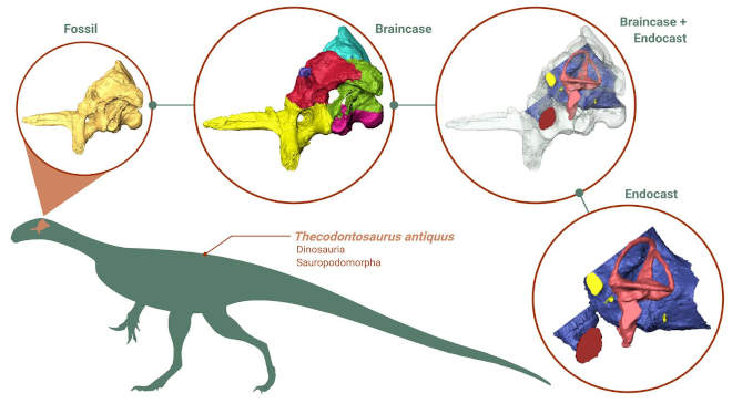 thecodontosaurus