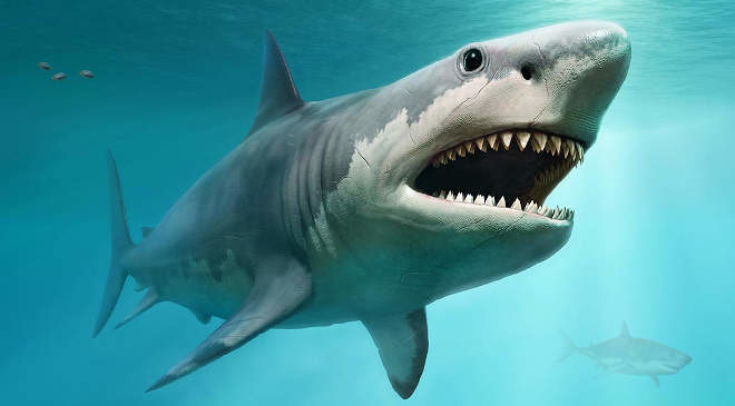 megalodon, cápa