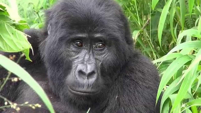 Hegyi gorilla, Uganda, Bwindi Np