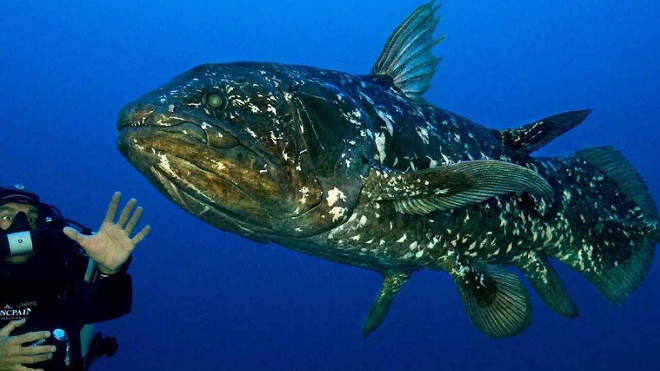 bojtosúszós hal coelacanth