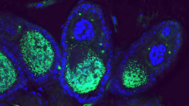 Wolbachia