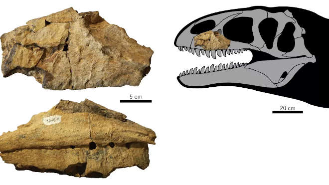 Ulughbegsaurus uzbekistanensis