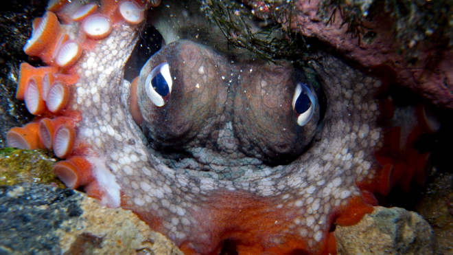 polip, Octopus tetricus