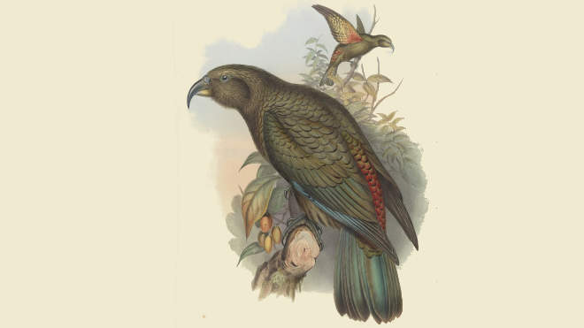 Nestor notabilis - kea