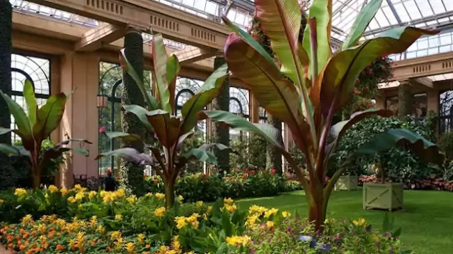 Ensete ventricosum