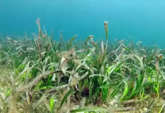 Posidonia australis